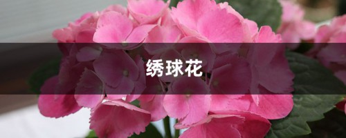 室内绣球这么养，剪个枝种十盆，一分钱不花！