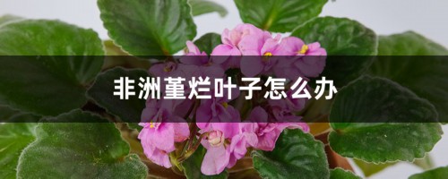 非洲堇烂叶子怎么办