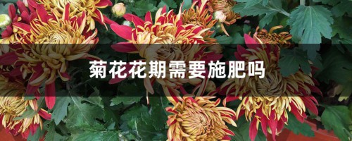 菊花花期需要施肥吗