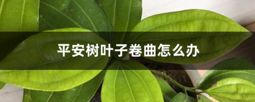 平安树叶子卷曲怎么办