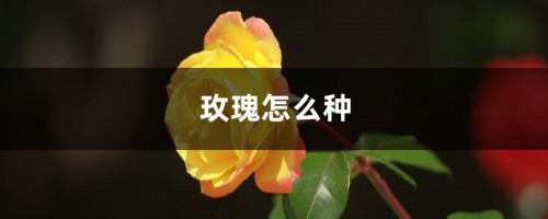 玫瑰怎么种