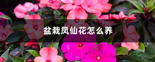 盆栽凤仙花怎么养