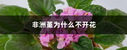 非洲堇为什么不开花