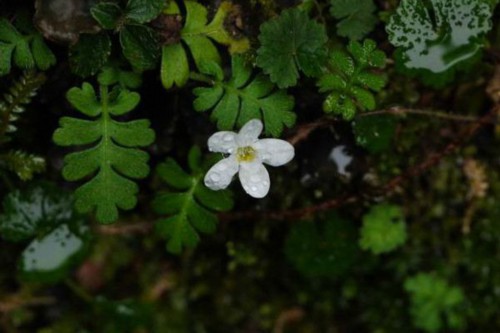 幌菊种子怎么种